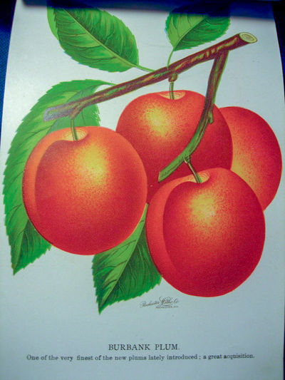 THE NURSERYMAN'S SPECIMEN BOOK OF AMERICAN FRUITS, FLOWERS, Ornamental Trees, Shrubs, Roses,  & c