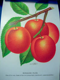 THE NURSERYMAN'S SPECIMEN BOOK OF AMERICAN FRUITS, FLOWERS, Ornamental Trees, Shrubs, Roses,  & c