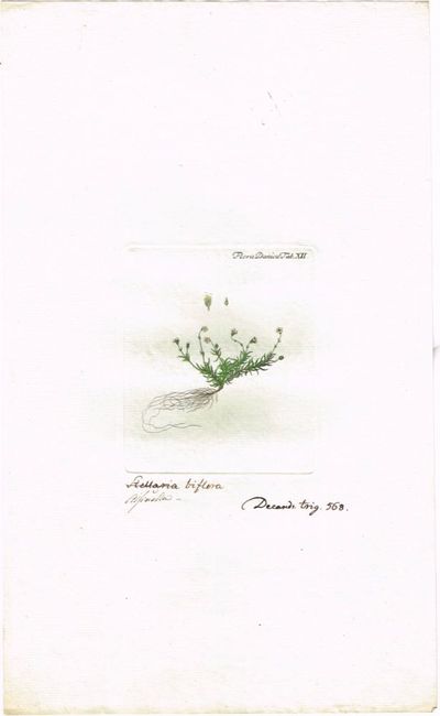 Tab. XII. Alsine biflora (Tuearve). Utg. av Georg…