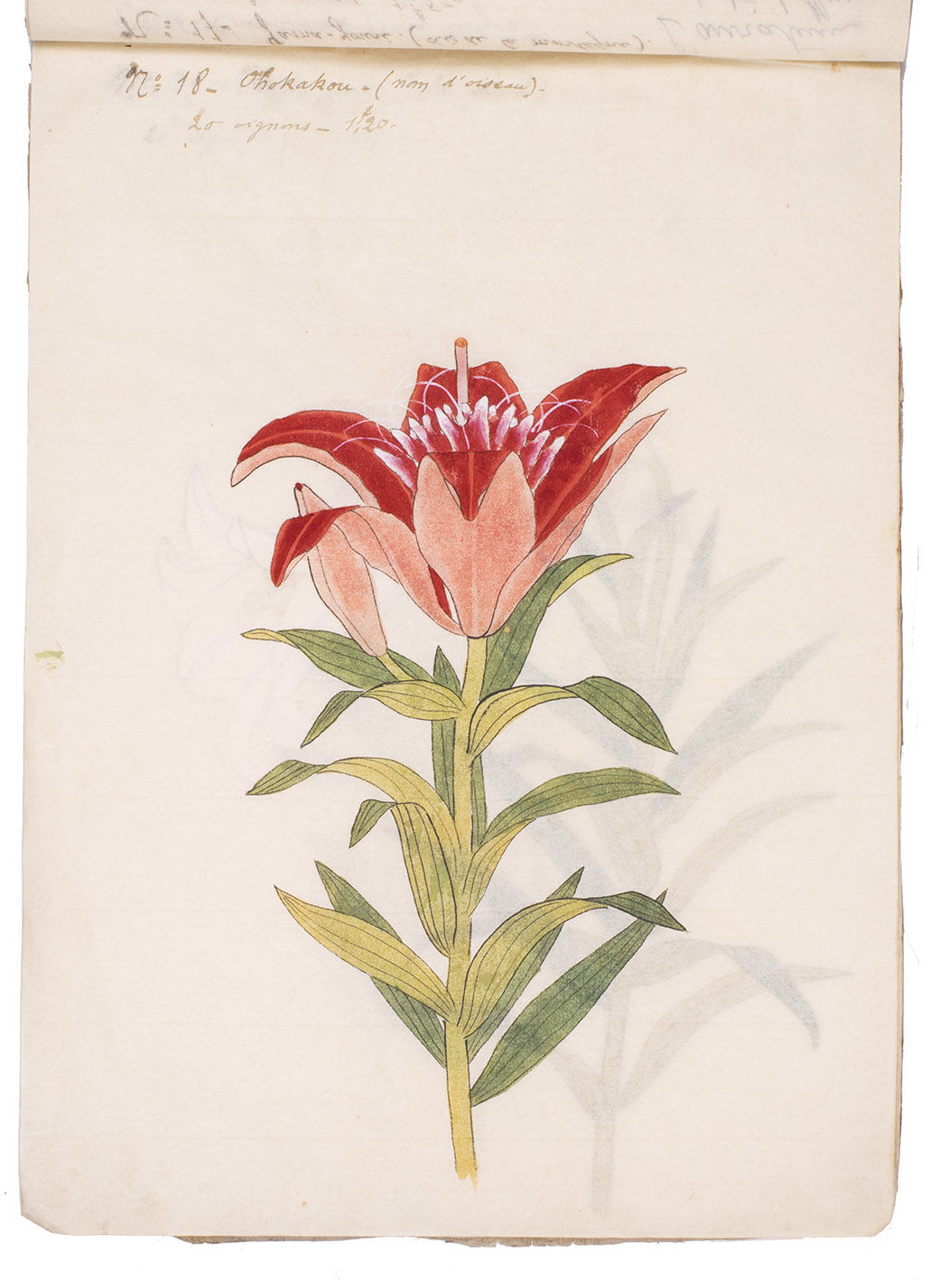 Yuri hana shashin [= Drawings of lily flowers, from life].[Yokohama?, ca.  1875?]. Very large 4to (39.5 x 27.5 cm).… by [NURSERY CATALOGUE - JAPAN] -  from Asher Rare Books (SKU: L6KG3SQXAGDY)