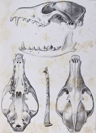 Reports of Explorations & Surveys, to Ascertain the Most Practicable & Economical Route for a Railroad from the Mississippi River to the Pacific Ocean, . . . in 1854-6. Volume VIII. General Report Upon the Zoology of the Several Pacific Railroad Routes: Part I. Mammals