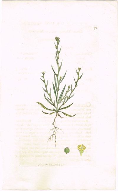 Pl. 478. (Strandnål / Buplerum tenuissimum /…