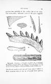 Fishes, Living and Fossil: An Outline of Their Forms and Probable Relationships