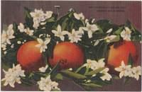 California's Golden fruit, Oranges and Blossoms, unused linen Postcard