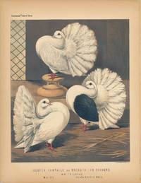 Cassell's Pigeon Book - "Scotch Fantails or Broad-tailed Shakers. White Laced, White, Black-Saddle Back" Pigeons