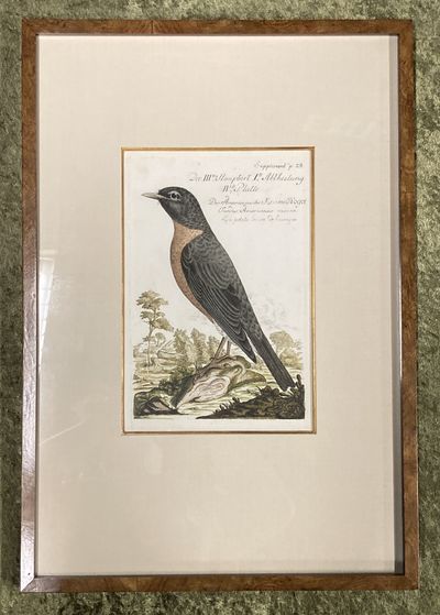 , . Fine. Frisch (Artist), Johann L.. Bird Engraving. Hand-colored Robin. Plate 28. Kramets Vogel. T...