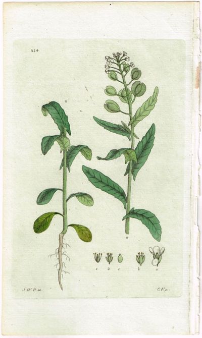 Pl. 214. (Pengeurt / Thlaspi Arvense). Fra verket…