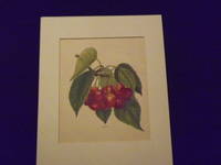 The Fruit Grower's Guide: Bigarreau (cherries).