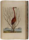 The Natural History of Carolina, Florida, and the Bahama Islands: containing the figures of birds, beasts, fishes, serpents, insects, and plants; particularly, those not hitherto described, or incorrectly figured by former authors, with their descriptions in English and French