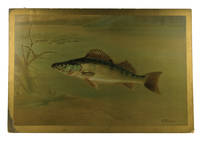 The Pike Perch. Plate XII to Forest, Lake and River by F. M. Johnson