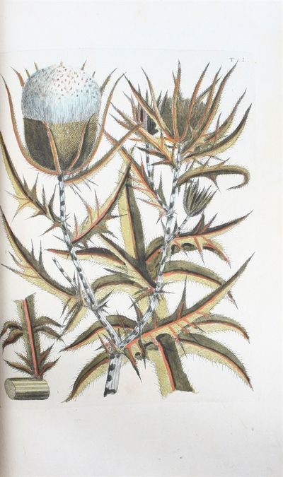 Flora Pedemontana, sive Enumeratio Methodica…