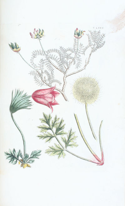 Flora Pedemontana, sive Enumeratio Methodica Stirpium Indigenarum Pedemontii. 3 Tomi. (Vol. 3: Icones accdit explanatio numenclaturae botanicae). + Auctarium ad Floram Pedemontanam, cum notis et emendationibus. - [GIVING BIRTH TO THE APPLICATION OF THE LINNEAN NOMENCLATURE] (photo 2)