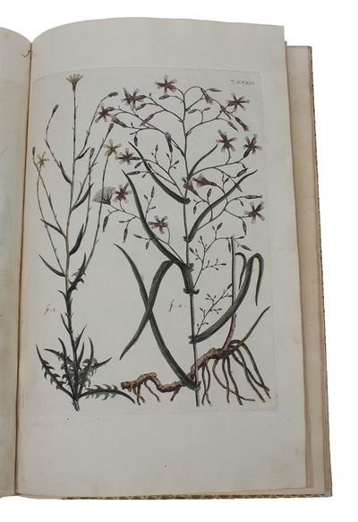 Flora Pedemontana, sive Enumeratio Methodica Stirpium Indigenarum Pedemontii. 3 Tomi. (Vol. 3: Icones accdit explanatio numenclaturae botanicae). + Auctarium ad Floram Pedemontanam, cum notis et emendationibus. - [GIVING BIRTH TO THE APPLICATION OF THE LINNEAN NOMENCLATURE] (photo 8)