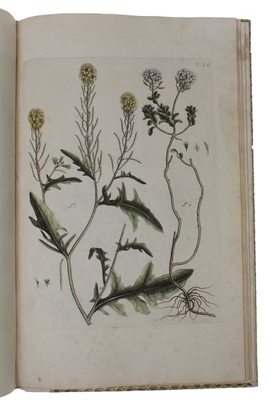 Flora Pedemontana, sive Enumeratio Methodica Stirpium Indigenarum Pedemontii. 3 Tomi. (Vol. 3: Icones accdit explanatio numenclaturae botanicae). + Auctarium ad Floram Pedemontanam, cum notis et emendationibus. - [GIVING BIRTH TO THE APPLICATION OF THE LINNEAN NOMENCLATURE] (photo 9)