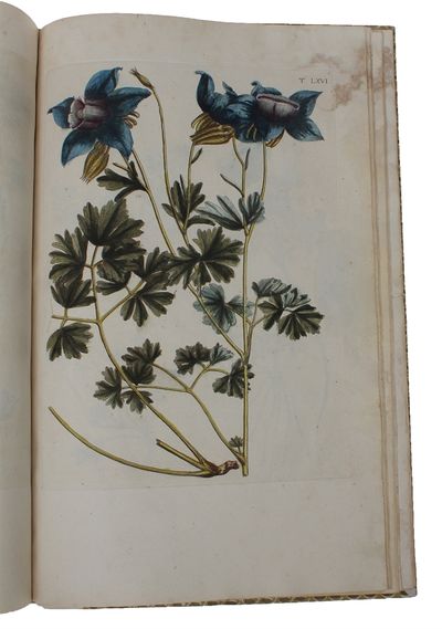 Flora Pedemontana, sive Enumeratio Methodica Stirpium Indigenarum Pedemontii. 3 Tomi. (Vol. 3: Icones accdit explanatio numenclaturae botanicae). + Auctarium ad Floram Pedemontanam, cum notis et emendationibus. - [GIVING BIRTH TO THE APPLICATION OF THE LINNEAN NOMENCLATURE] (photo 10)