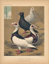 Cassell's Pigeon Book - "Frill-Backs, Plain-Headed and Crested. Scandaroons, red and black pied" Pigeons
