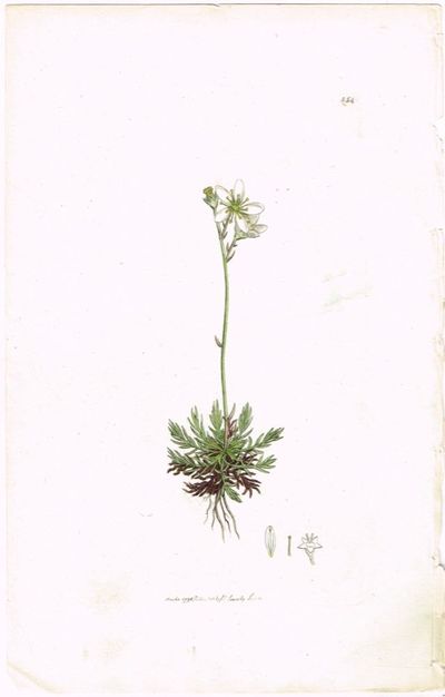Pl. 454. (Mosesildre / Saxifraga hypnoides /…