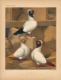 Cassell's Pigeon Book - "Nuns, Yellow, Black, Red" Pigeons