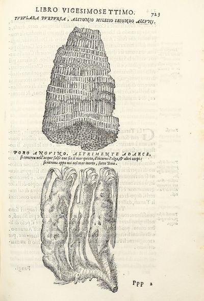 Dell'Historia Natvrale di Ferrante...; (photo 11)