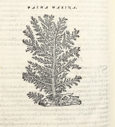 Dell'Historia Natvrale di Ferrante...; (photo 12)