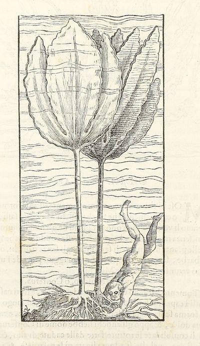 Dell'Historia Natvrale di Ferrante...; (photo 13)