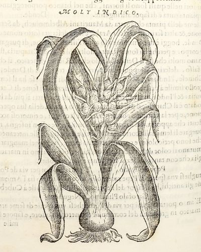 Dell'Historia Natvrale di Ferrante...; (photo 14)