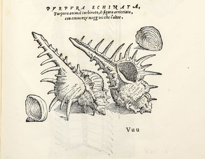 Dell'Historia Natvrale di Ferrante...; (photo 17)