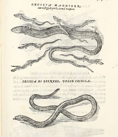 Dell'Historia Natvrale di Ferrante...; (photo 18)