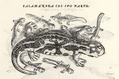 Dell'Historia Natvrale di Ferrante...; (photo 19)