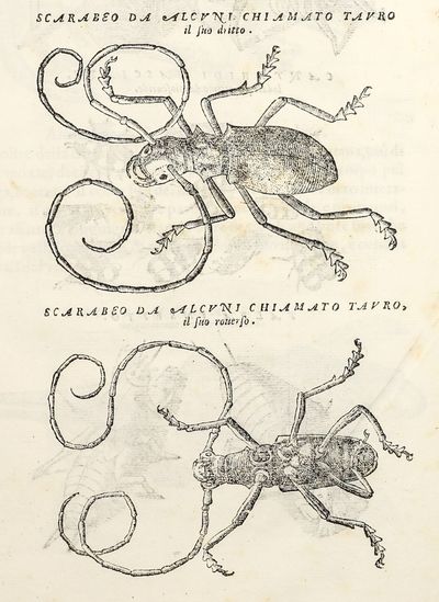 Dell'Historia Natvrale di Ferrante...; (photo 21)