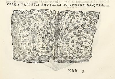 Dell'Historia Natvrale di Ferrante...; (photo 23)