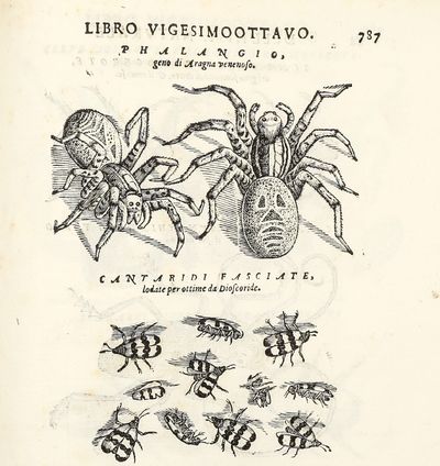 Dell'Historia Natvrale di Ferrante...; (photo 3)