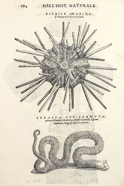 Dell'Historia Natvrale di Ferrante...; (photo 4)