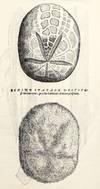 Dell'Historia Natvrale di Ferrante...; (photo 6)