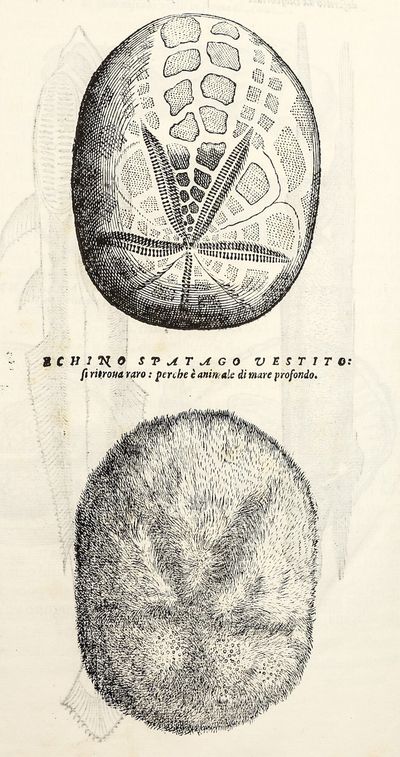 Dell'Historia Natvrale di Ferrante...; (photo 6)