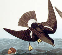Stormy Petrel. From The Birds of America (Amsterdam Edition)