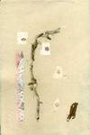 Handmade Paper and Collage with Reed Stalks