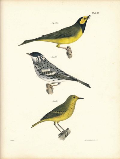 Albany: Carroll and Cook, 1844. Very Good. Hand colored lithograph of three birds. Minor browning to...