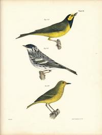 Bird print - Plate 57 from Zoology of New York, or the New-York Fauna. Part II Birds