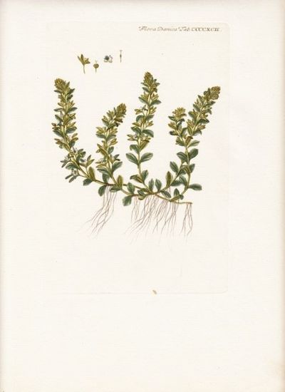 Flora Danica. Planche nr. CCCCXCII