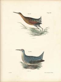 Bird print - Plate 99 from Zoology of New York, or the New-York Fauna. Part II Birds