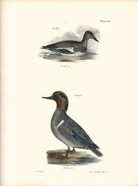 Bird print - Plate 112 from Zoology of New York, or the New-York Fauna. Part II Birds