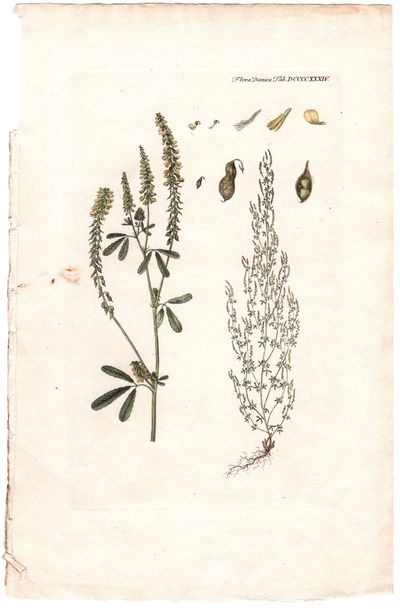 Tab. DCCCCXXXIV. Trifolium Melilotus officinalis…