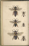 The Management of Bees. With a description of the "Ladies Safety Hive", with forty illustrative wood engravings. Second edition