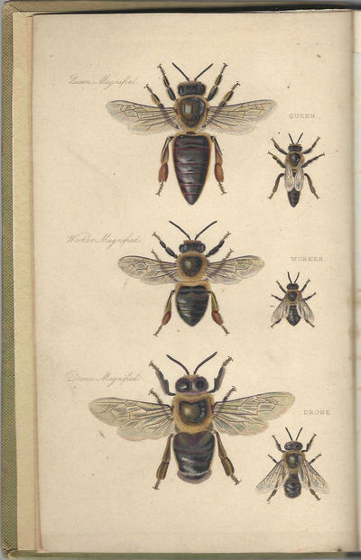 The Management of Bees. With a description of the "Ladies Safety Hive", with forty illustrative wood engravings. Second edition