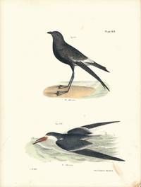 Bird print - Plate 123 from Zoology of New York, or the New-York Fauna