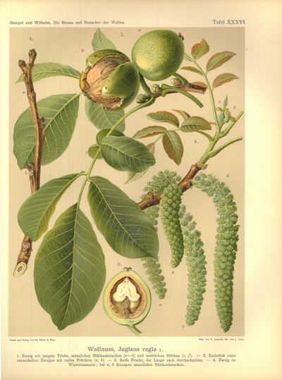Die Bäume und Sträucher des Waldes in botanischer…