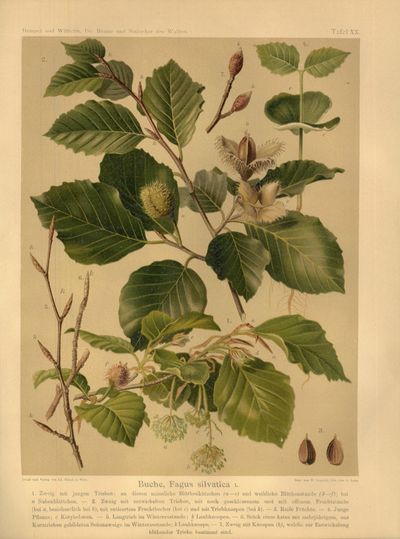 Die Bäume und Sträucher des Waldes in botanischer und forstwirthschaftlicher Beziehung. I-III (i ett). (photo 3)
