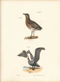 Bird print - Plate 101 from Zoology of New York, or the New-York Fauna. Part II Birds