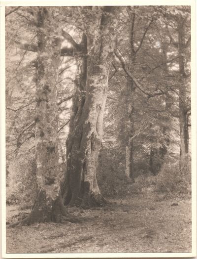 Group of Four Platinum Prints developed by George Tice from Evans Photographs